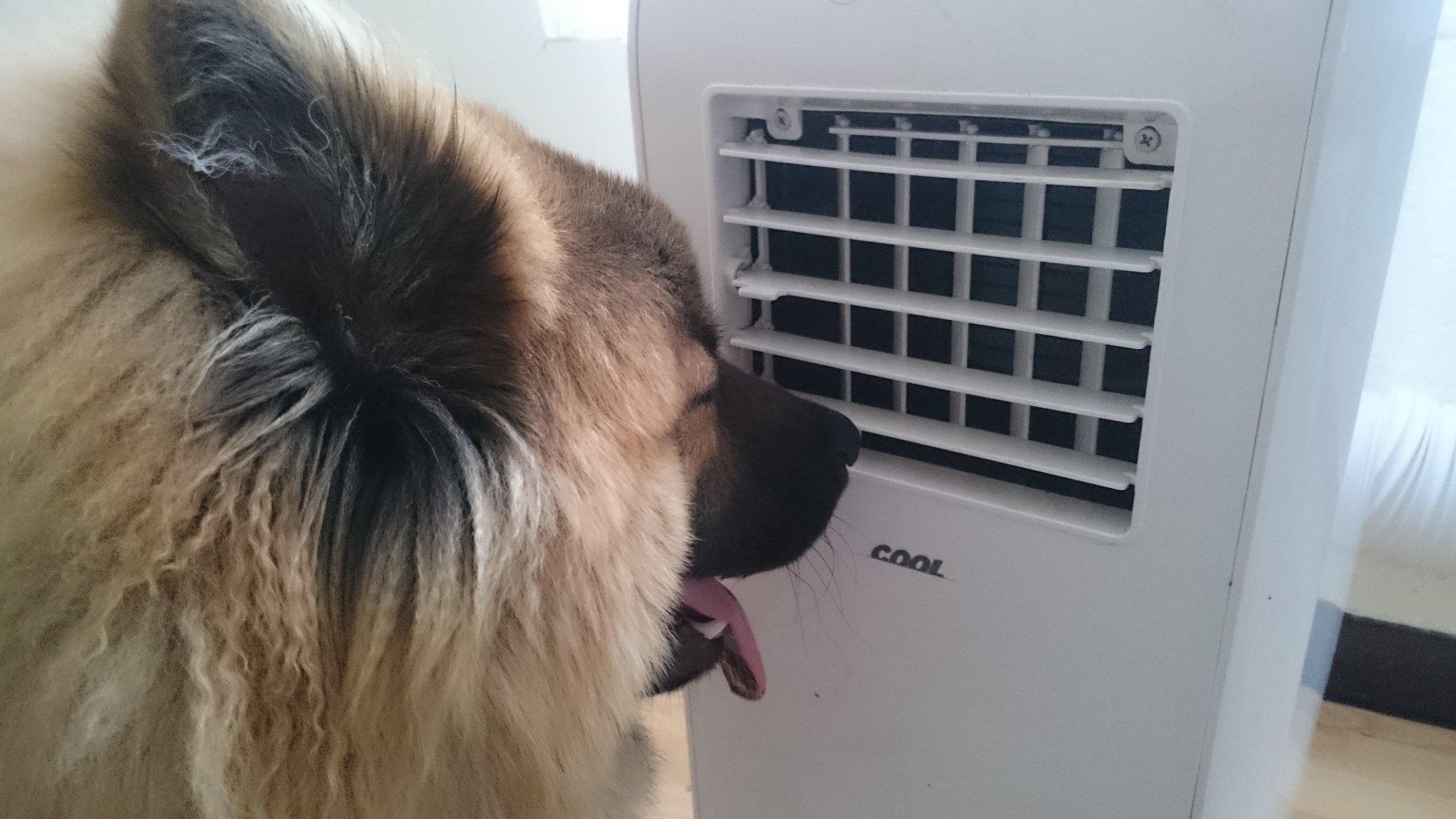 Ornstein the dog in front of a AC unit blaring cold hair in his face