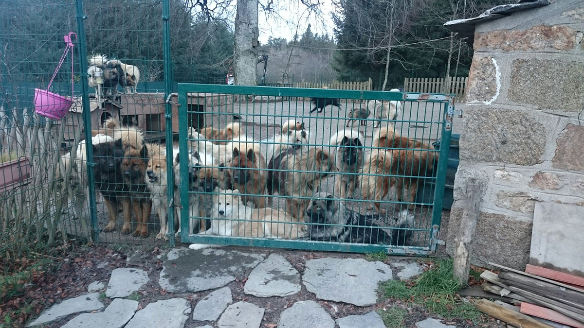 About twenty eurasier dogs behind a gate